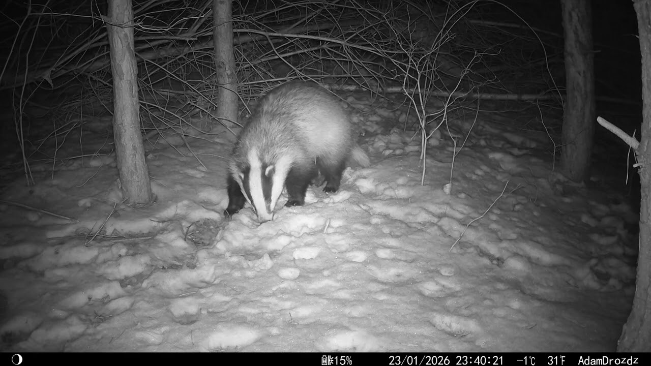 Cztery borsuki na śniegu