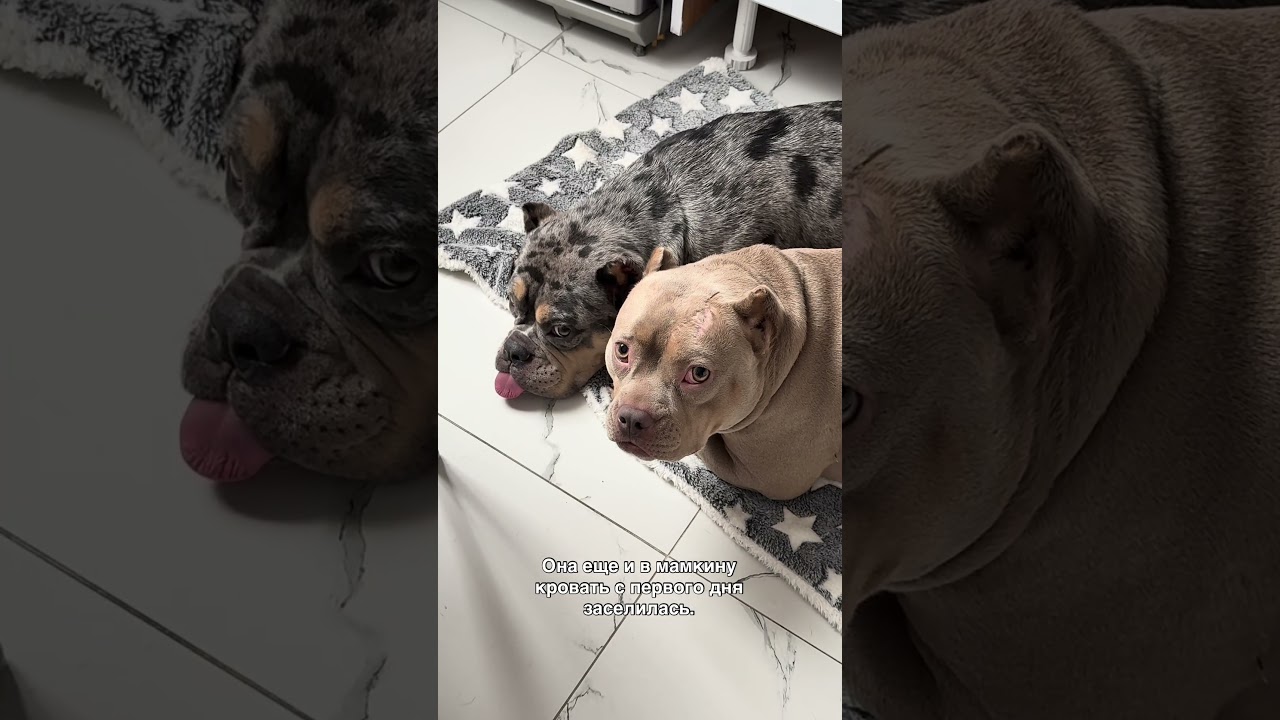 #americanbully #булка #булка_и_айси
