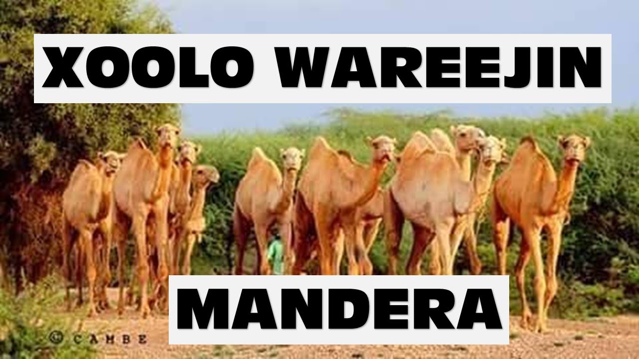 Xoolo Wareejin || Xafiiska Culimada Mandera