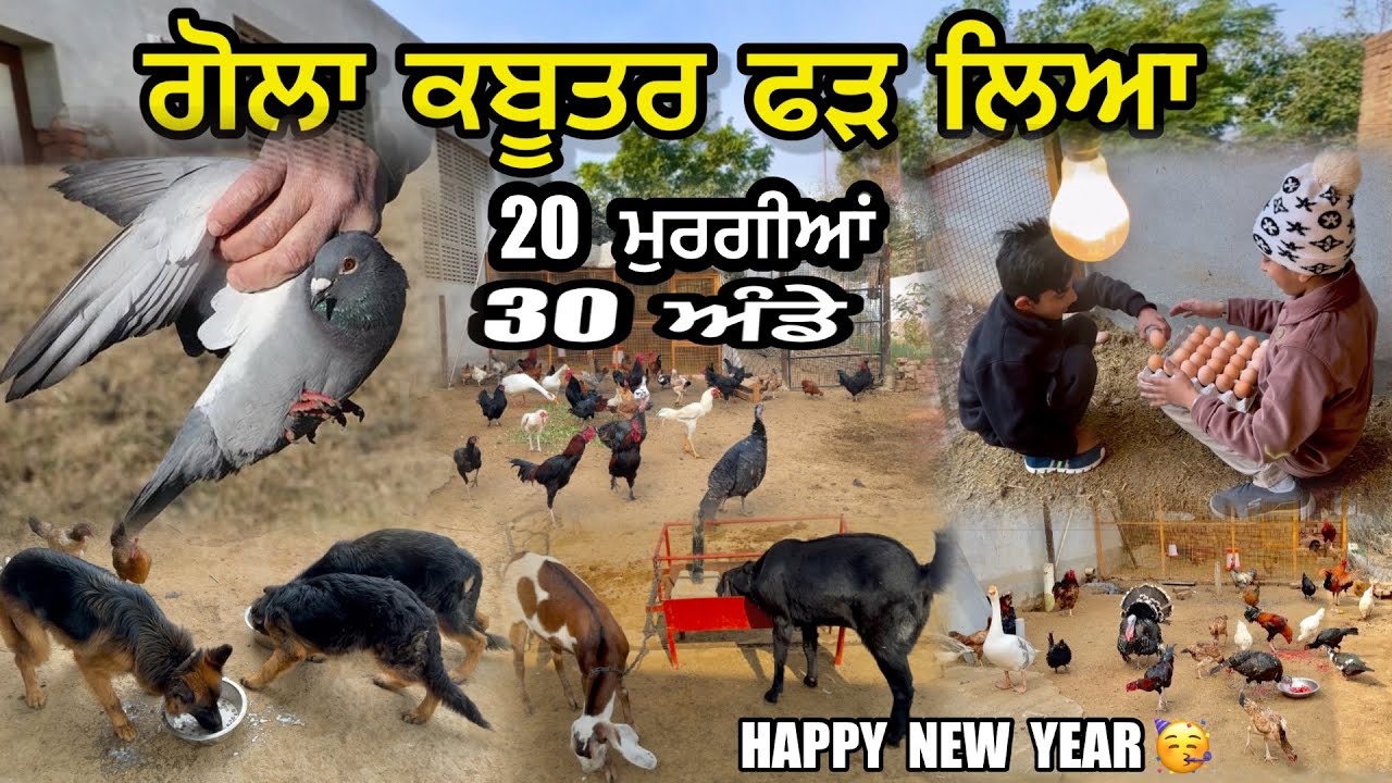 20 ਮੁਰਗੀਆਂ ਨੇ ਦਿੱਤੇ 30 ਅੰਡੇ 🥚|| ਅੱਜ ਗੋਲਾ ਕਬੂਤਰ ਫੜ ਲਿਆ 🕊️|| ਦੇਖੋ German ਦੀ Diet🐕‍🦺|| #kabootar 