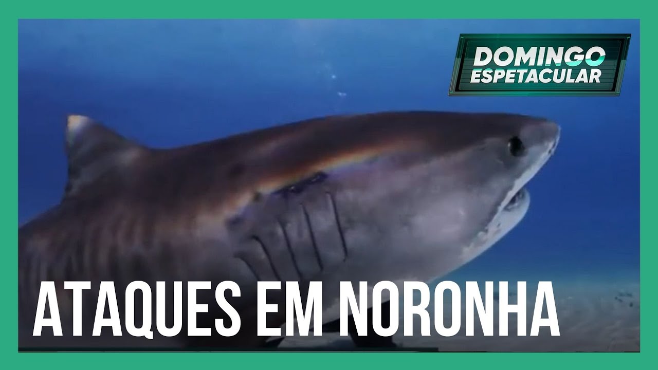 Conheça o projeto que monitora tubarões em Fernando de Noronha