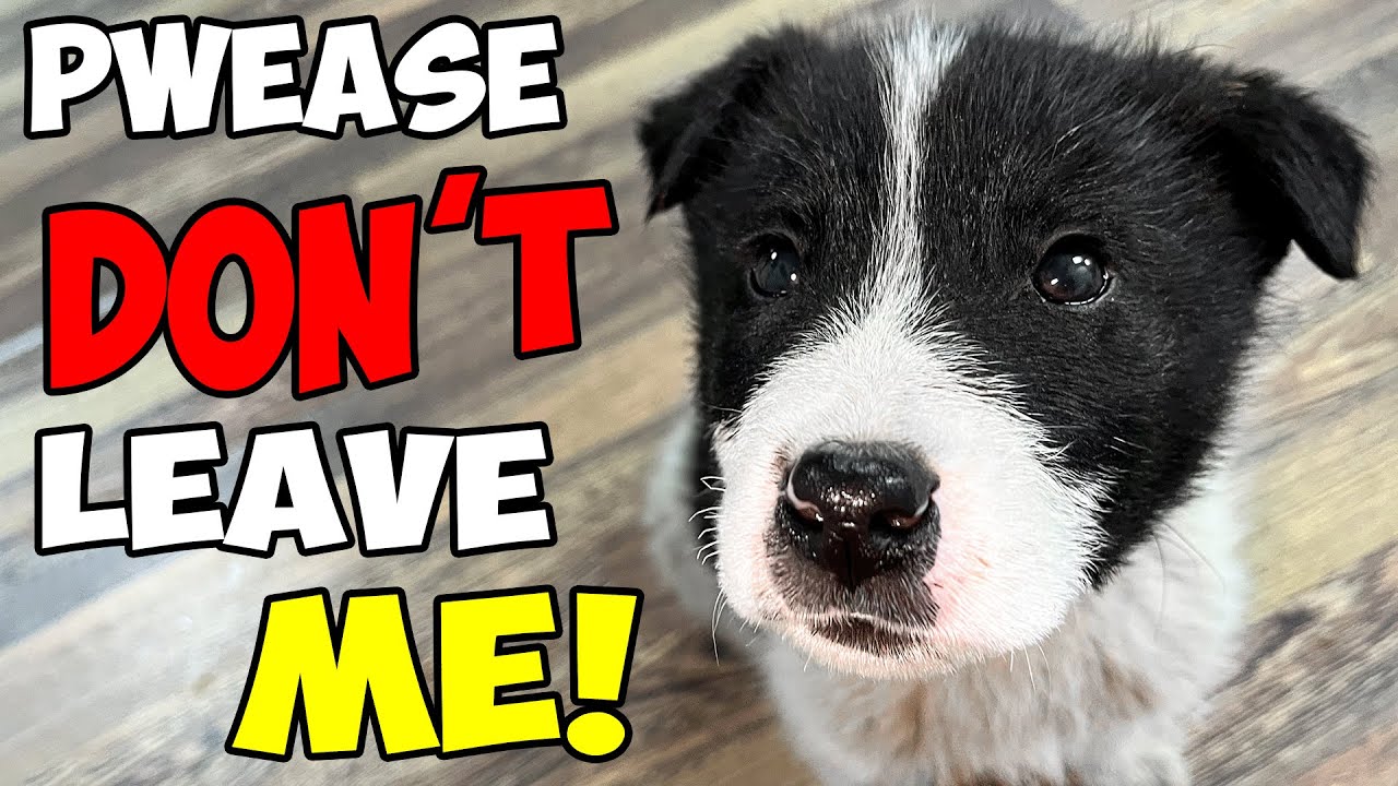 This Puppy was LEFT FOR DEAD: What Happens Next Will SHOCK YOU