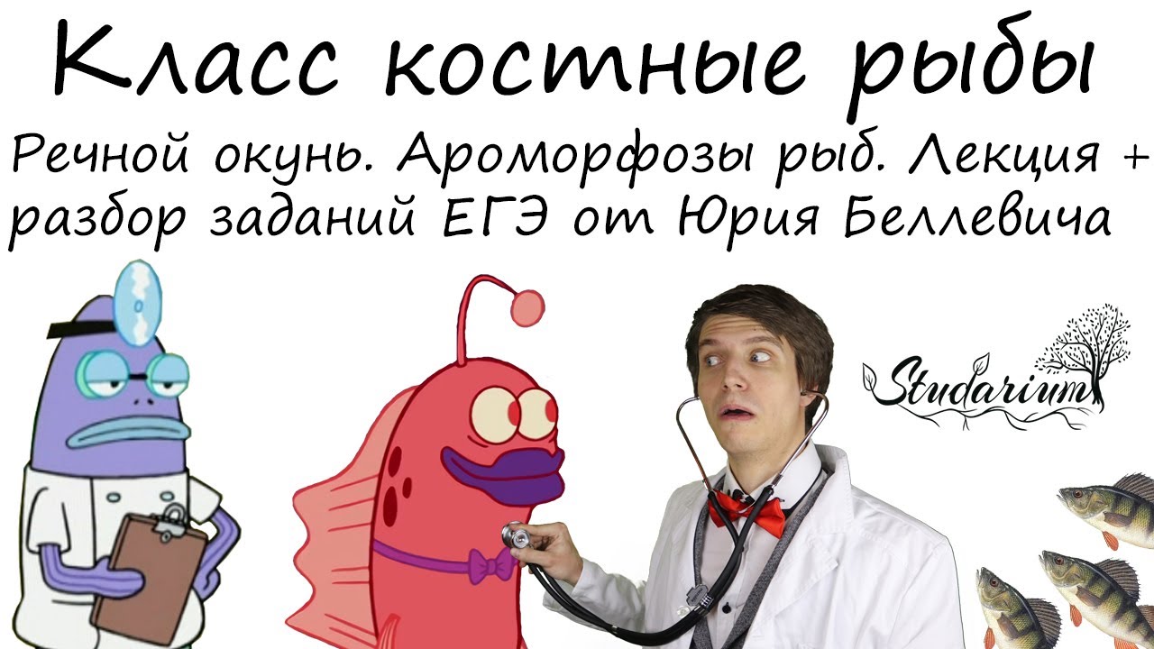 Класс костные рыбы. Речной окунь. Ароморфозы рыб. Лекция и разбор заданий от Юрия Беллевича