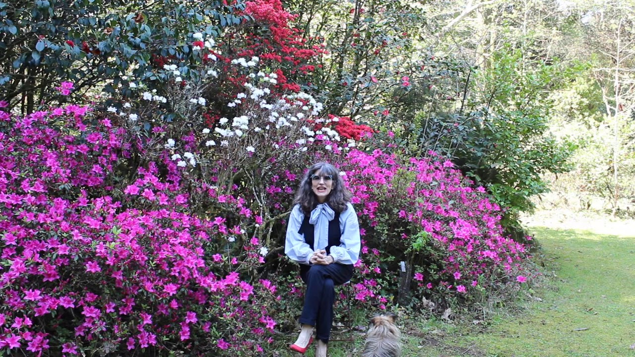 En el rinc&oacute;n de las azaleas.