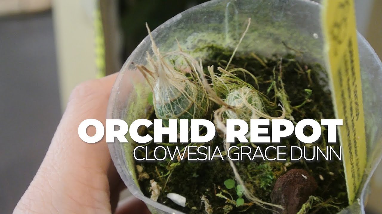 Orchid Repot: Clowesia Grace Dunn and a Surprise Mystery in the Catasetum Pot