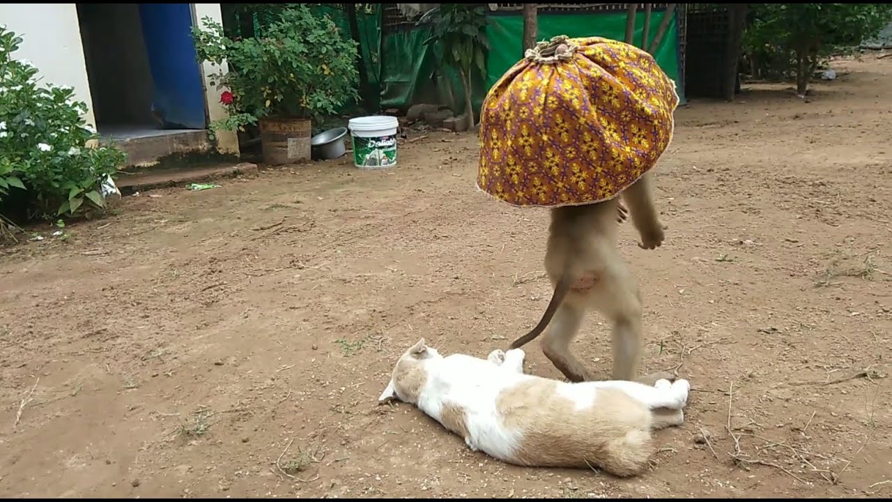 YaYa Happy To Helps Kitty Till Dancing So Sweet