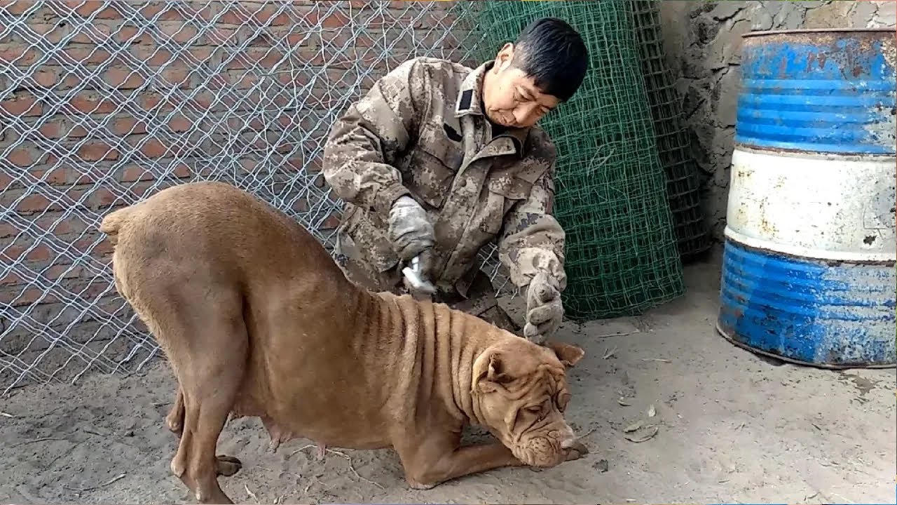 劉哥的狗場今天不一樣了，有羊、有狗、還有表演，卡斯羅這是咋啦【劉哥在農村】
