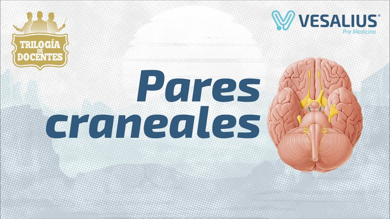 PARES CRANEALES