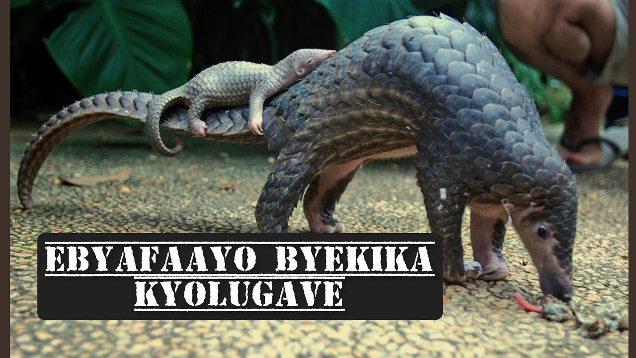 Ebyafaayo by'ekika ky'Olugave