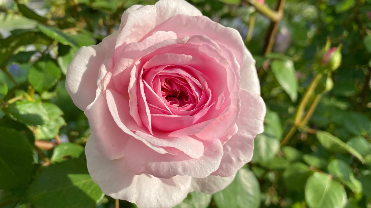 Olivia Austin, Ispahan, Evelyn, Gertrude Jekyll roses blooming! 😃💚
