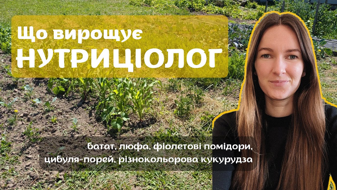 Органічний город. Що вирощую у цьому році. Огляд ділянки. Батат, люфа, фіолетові помідори.