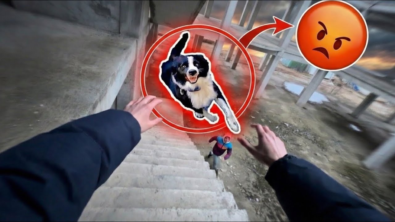 RUN FROM THE CRAZY DOG‼️🤯(Krazi Dog Attak parkour)😍💪🏻