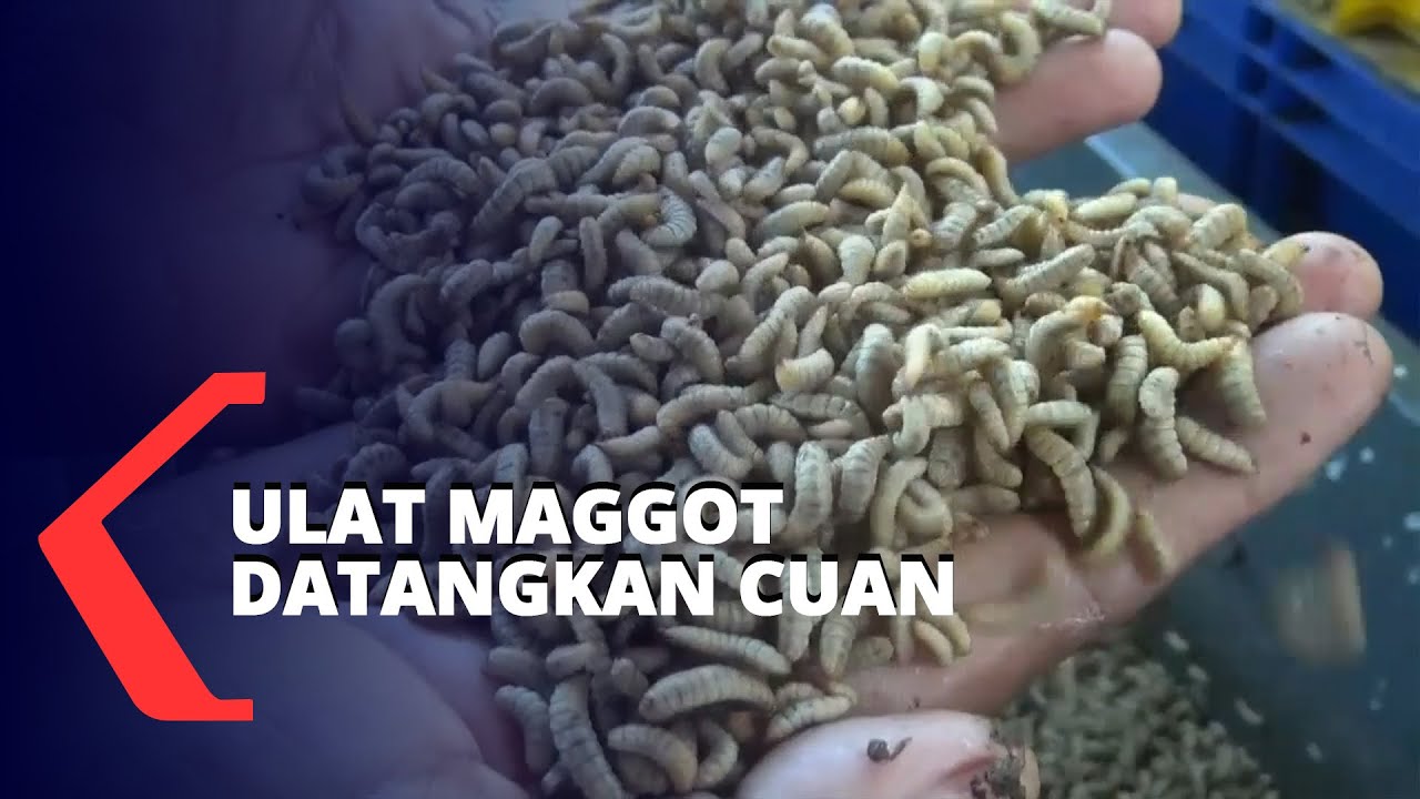 Budidaya Ulat Maggot Datangkan Cuan, Omset 50 Juta Per Bulan