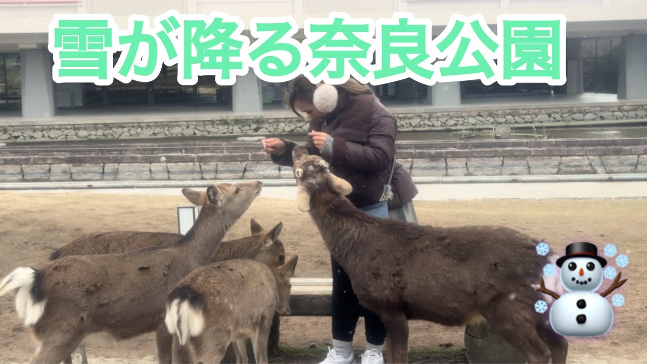 雪が降る奈良公園☃️外国人観光客も満喫🫎