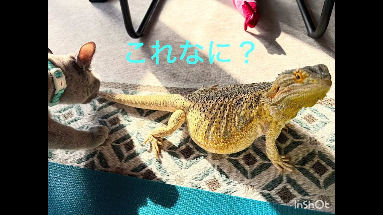 猫もトカゲもお日様が好き