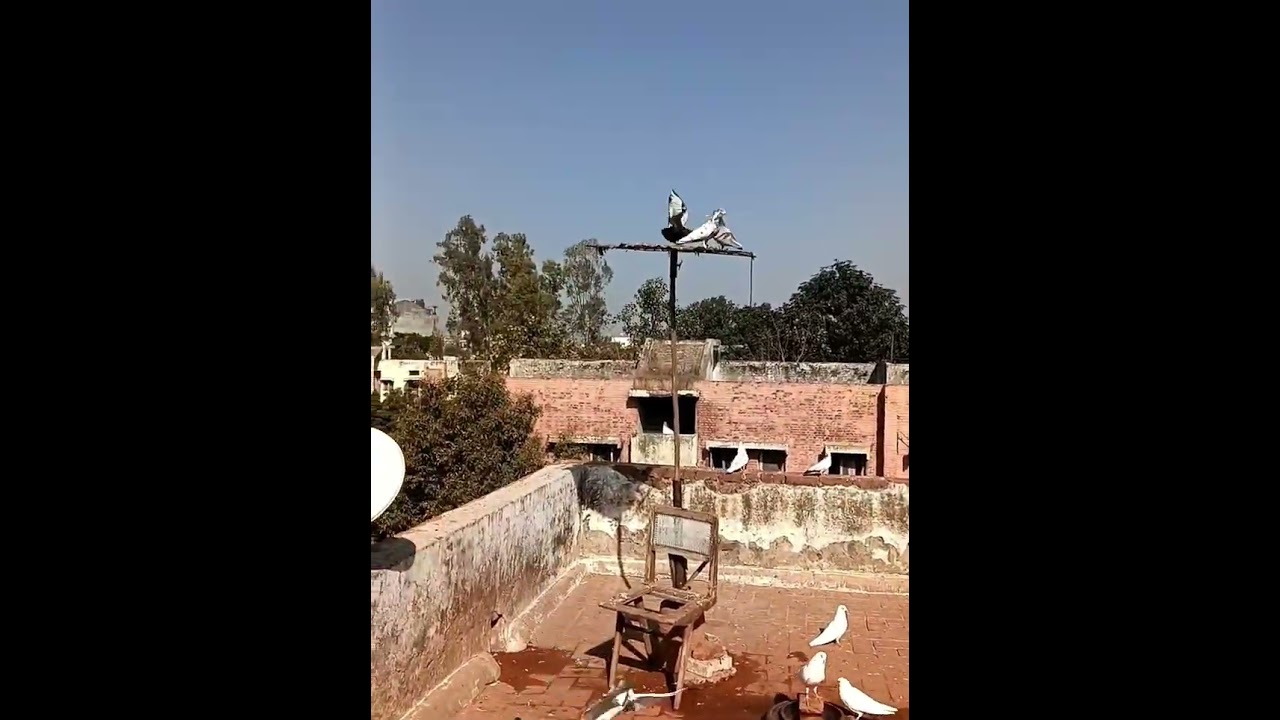 Aaj kabutaron ko badhiya se jugaad Diya Hai 🤗😘