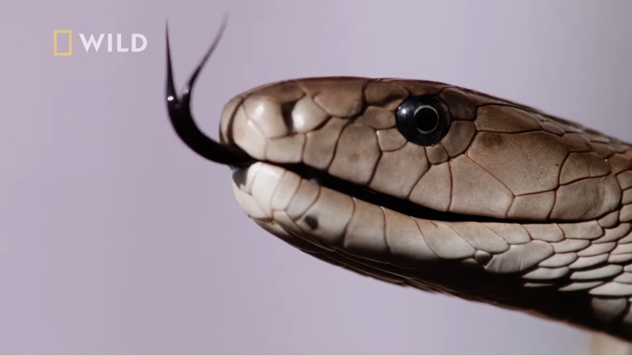Śmiertelnie groźna mamba czarna ukrywała się za ich domem [Węże w mieście]