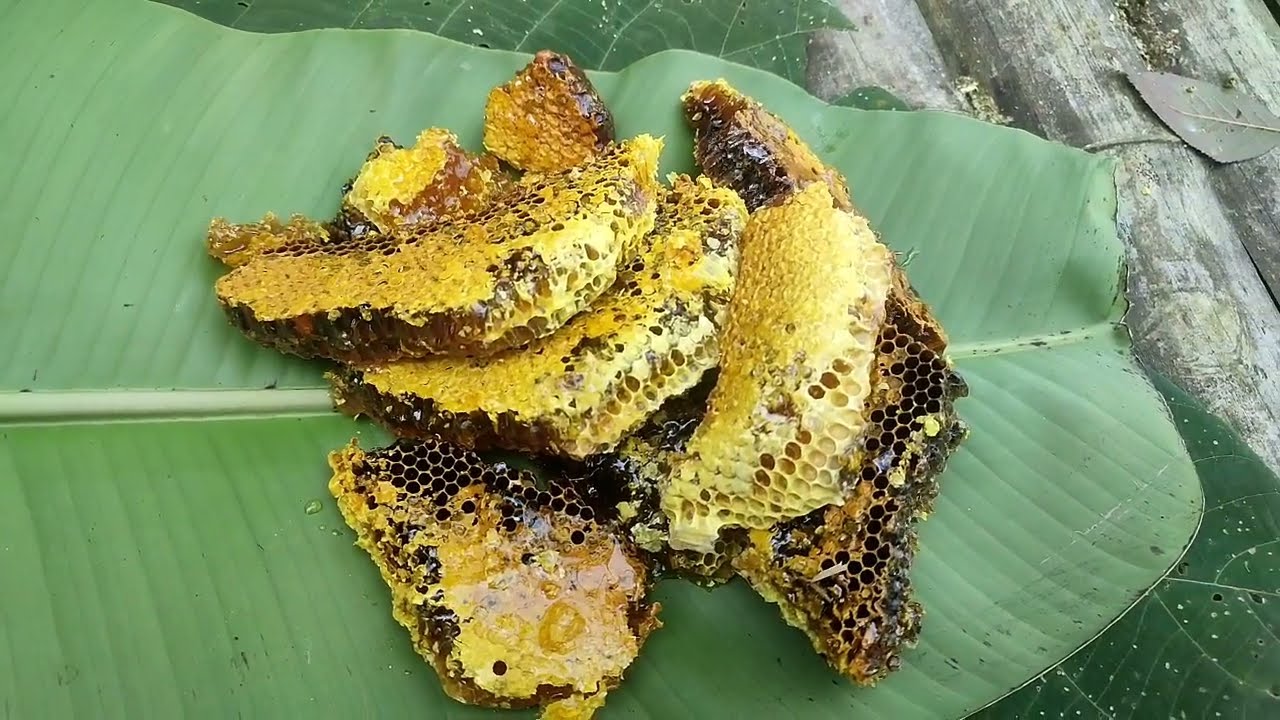 Singkohla zehcho Thsah khy&uuml;cho. Sepong Anar Vlogs/Lirise village.