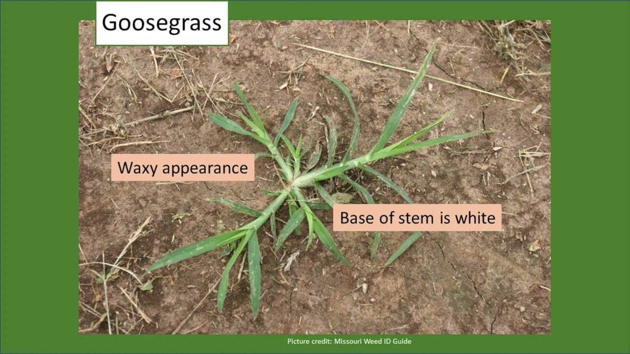 Identifying summer annual grasses in grain crops