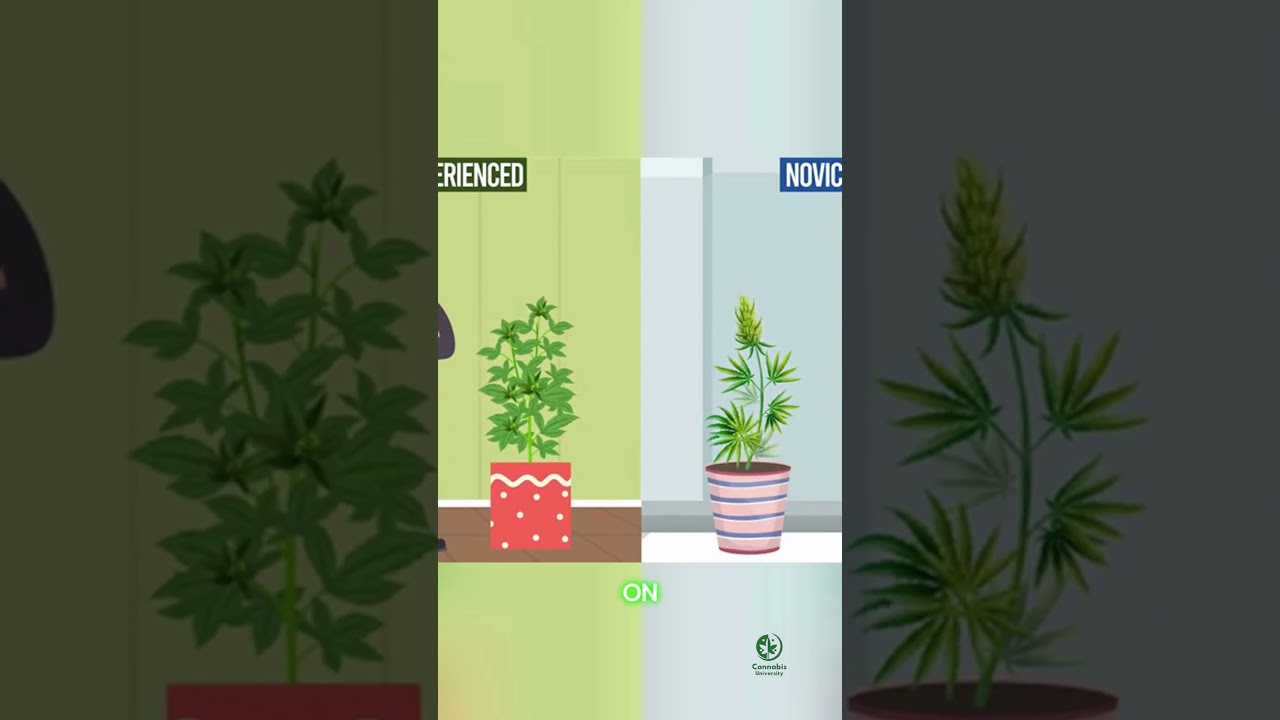 Boost Your Weed's THC Levels with These Simple Tips