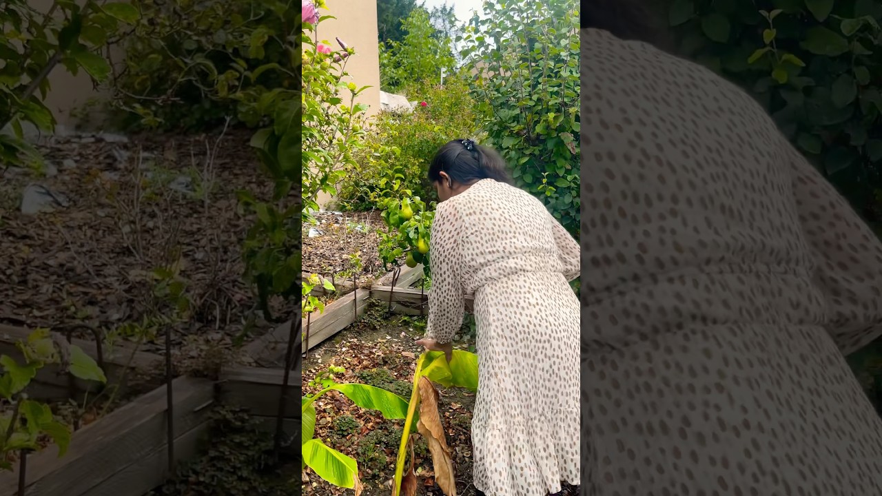 யாருக்கு பேரிக்காய் சாப்பிட பிடிக்கும்? Who likes pears? #induarts #pears #garden #fruit #poire