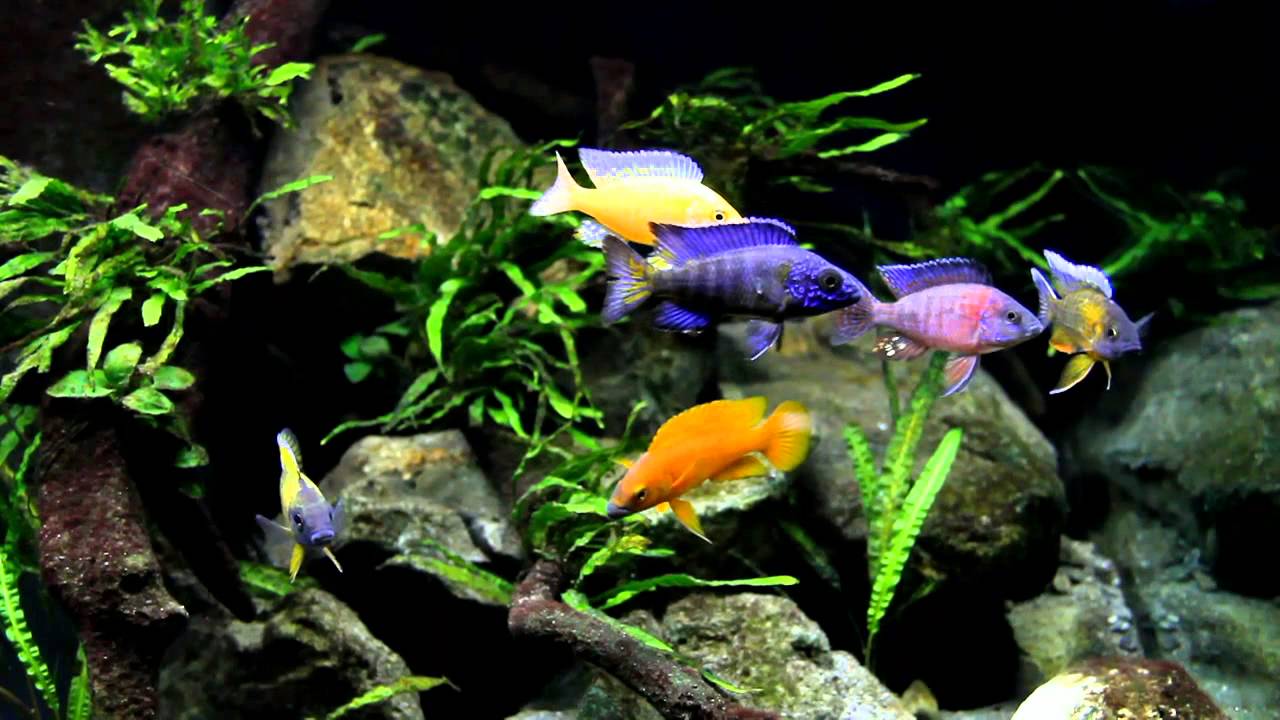 Planted all male Peacock and Tanganyikan showtank