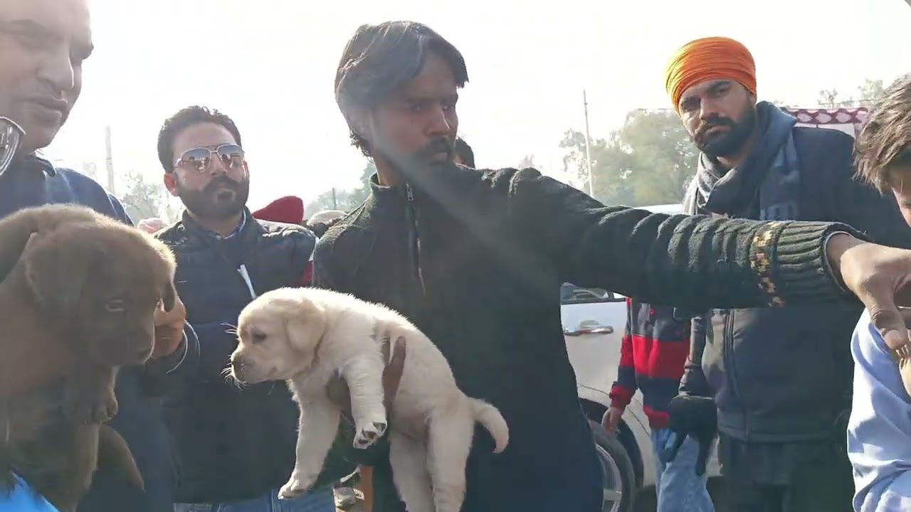 Dog Show Amritsar Ranjit Avenue 18 Jan 2026 All Breads 