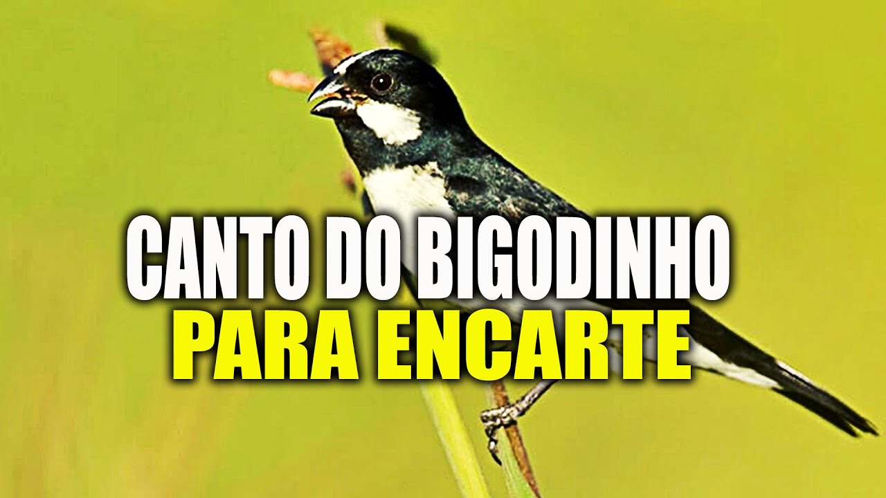 Canto do Bigodinho para Encarte vai deixar seu Bigodinho Cantando muito