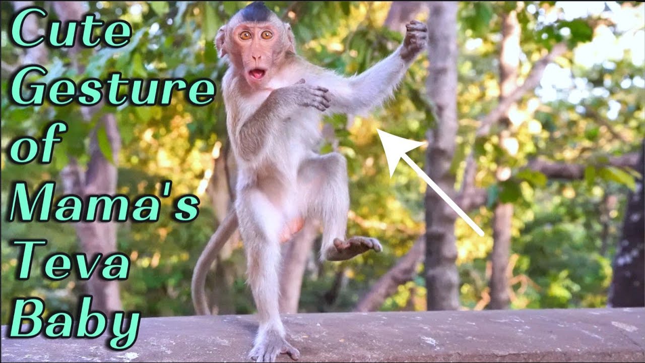 Watch Adorable Gesture of Mama Teva's Baby !