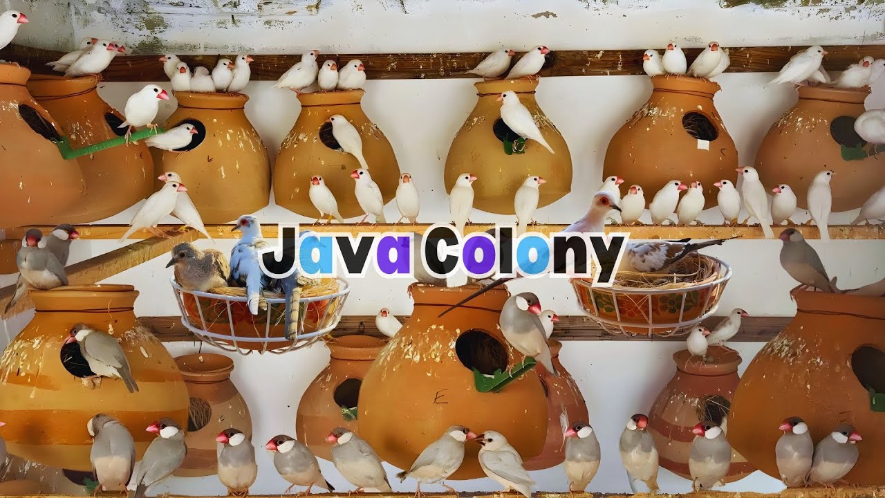 100 Pairs ki White, Grey, Silver Java, Colony and Pied Doves & Finches Breeding Setup
