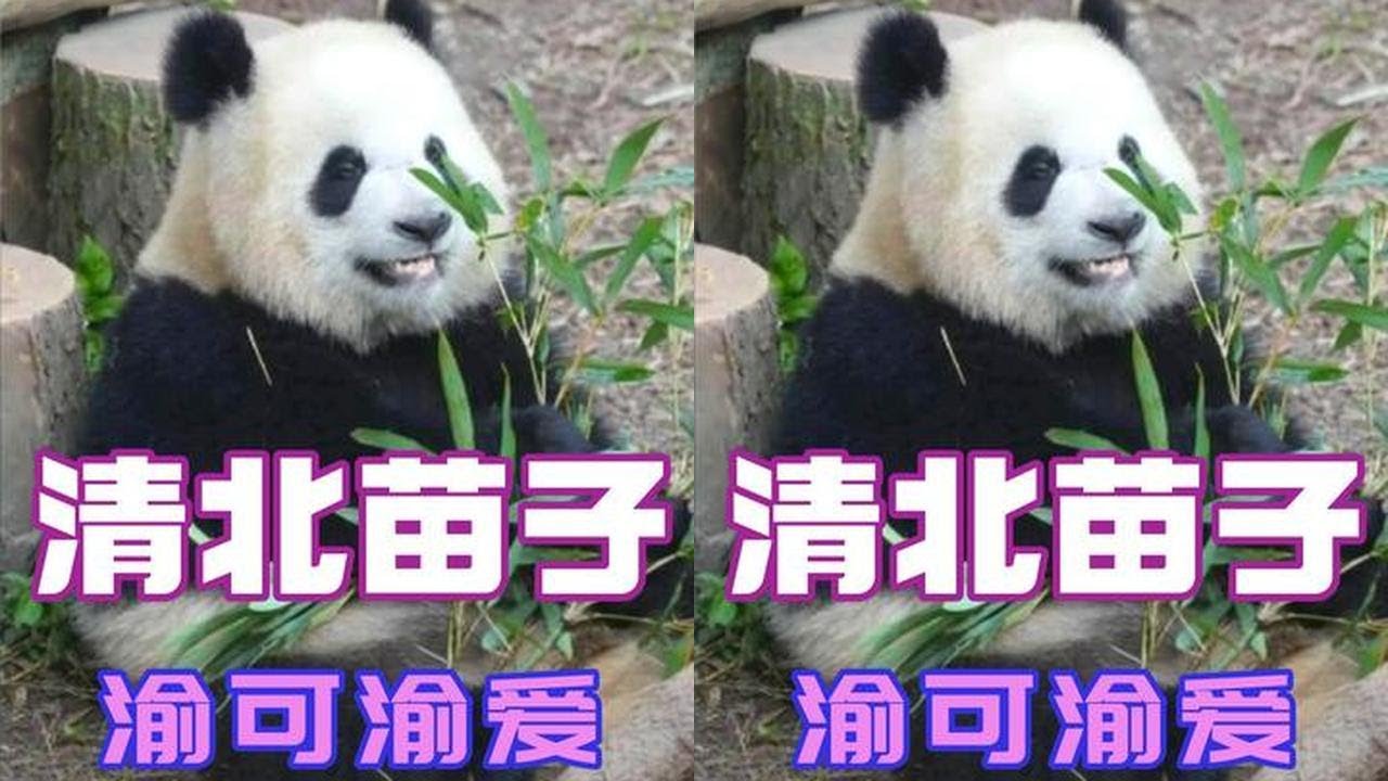 渝可渝爱的智商再次刷新大众认知，妥妥的清北好苗子 #渝可渝爱 #热门 #大熊猫 #国宝 #成精的萌宠