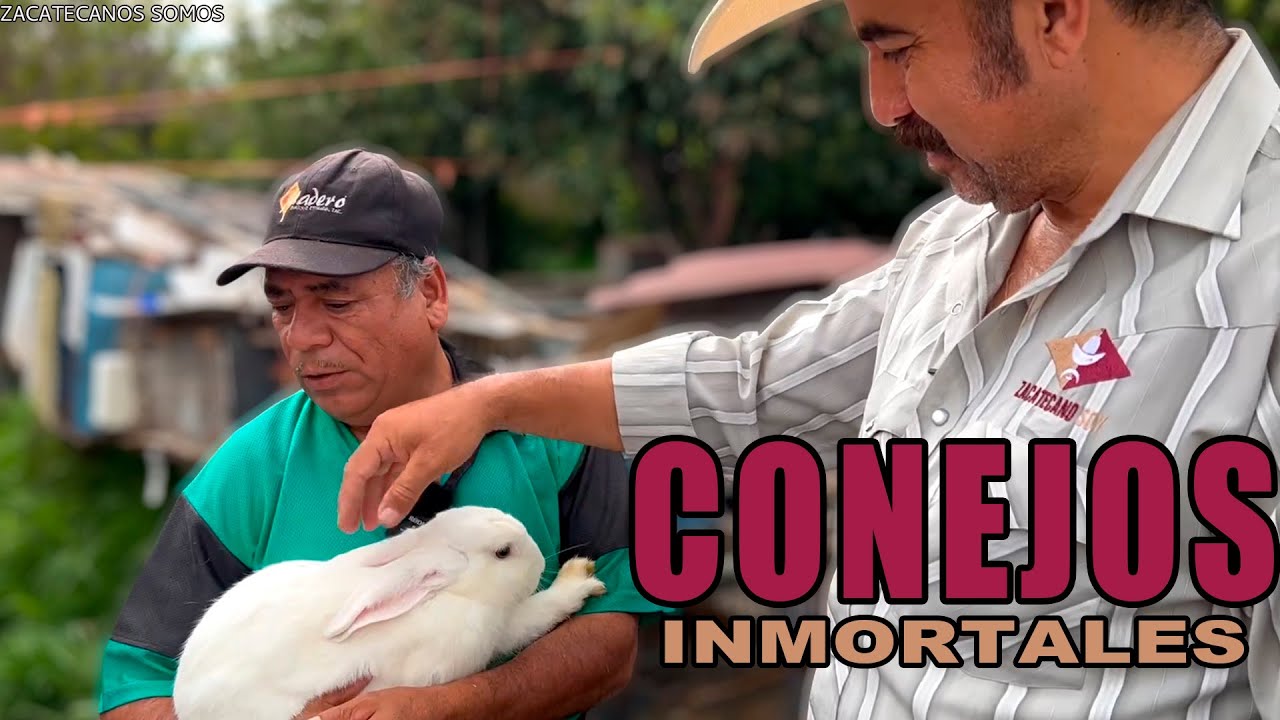 INCREIBLE estos conejos COMEN DE TODO