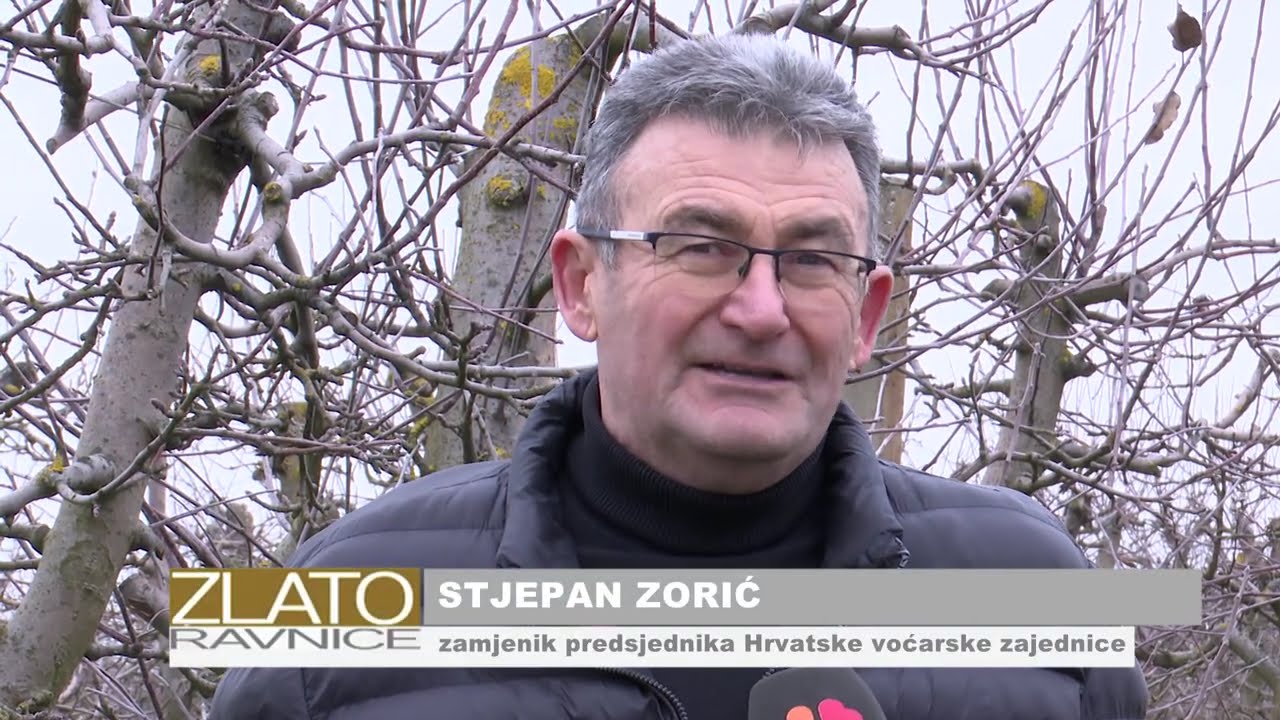ZLATO RAVNICE 15.02.2026.