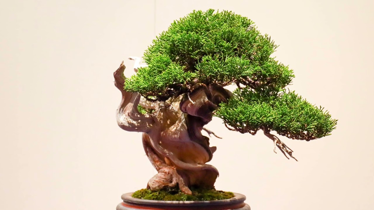 96th Kokufu Bonsai Show Japan Shohin & Chuhin displays Part 1&2