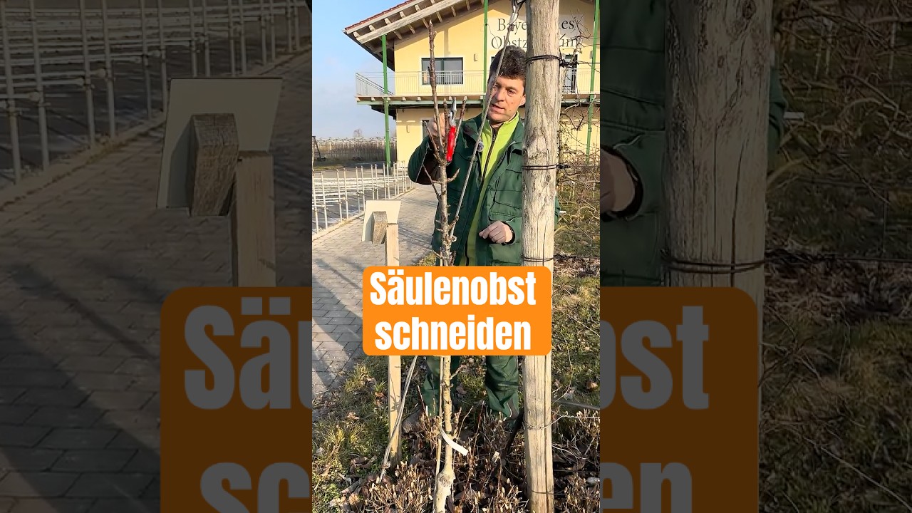 S&auml;ulenapfelbaum richtig schneiden