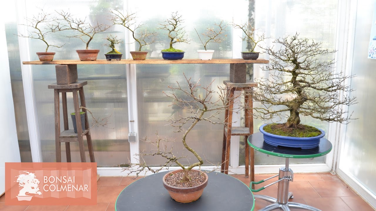 Premna japonica - Bonsai Colmenar