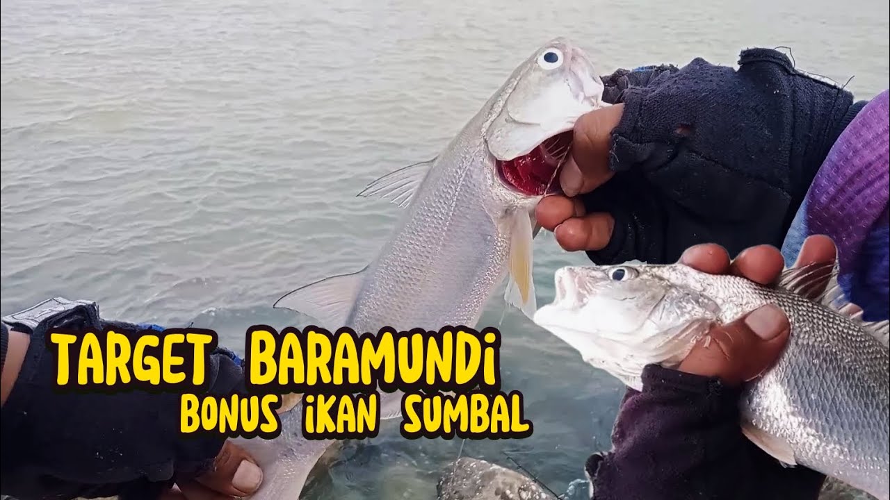 MANCING DI HURUKAN ANYAR REMBANG LAGI GAYS || makin sore makin full strike