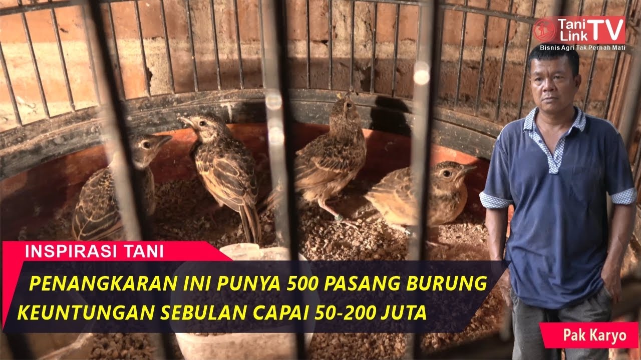 Spesialis Penangkar Burung Branjangan Asal Pati - Karya Papua Bird Farm