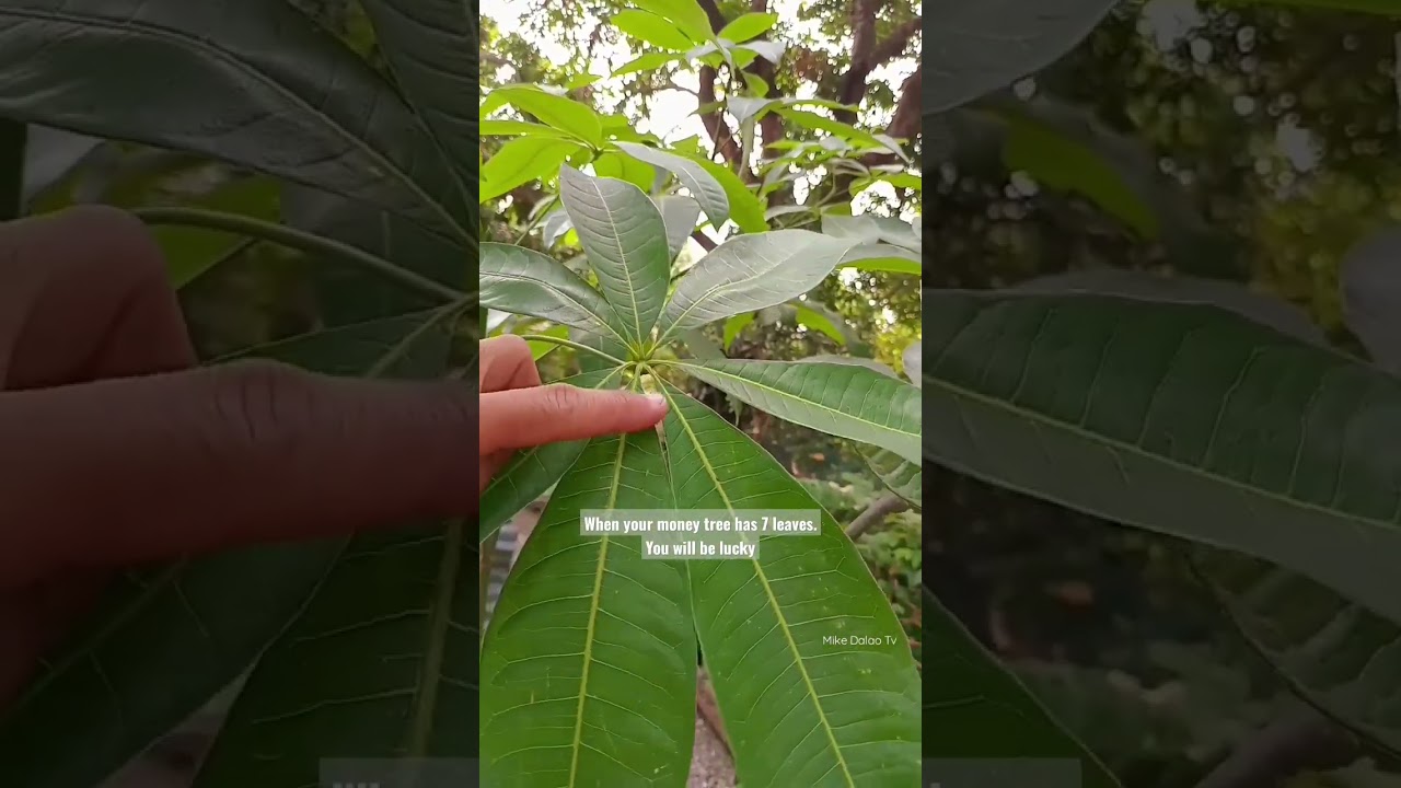 When money tree has 7 leaves, it means luck is on its way to you