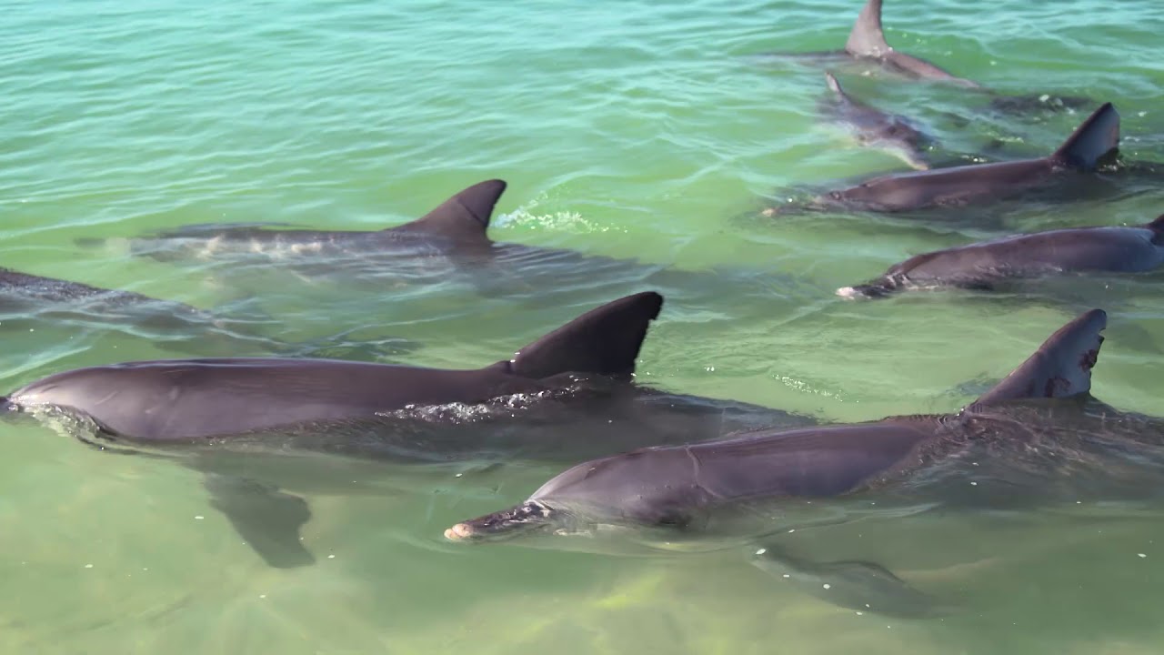 Направление WA &mdash; RAC Monkey Mia Dolphin Resort