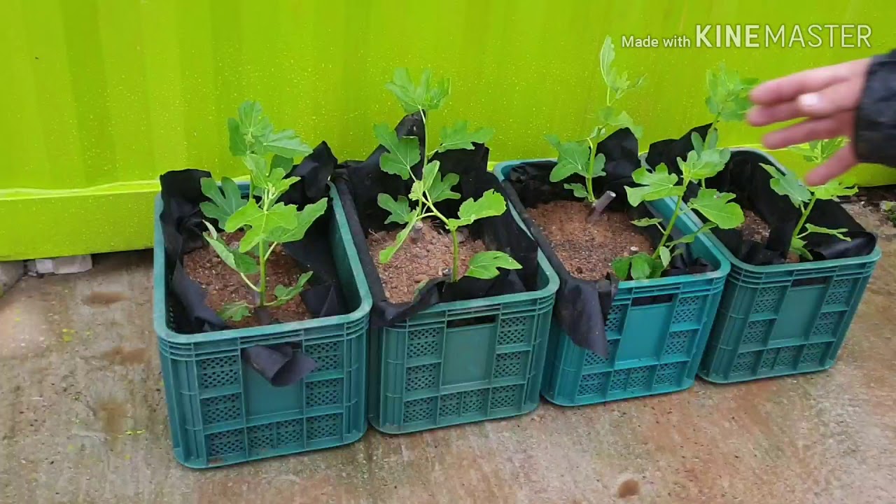 무화과묘목 화분에서키우기, 옥상에서키우기 묘목판매010-4046-8585 올해열려요