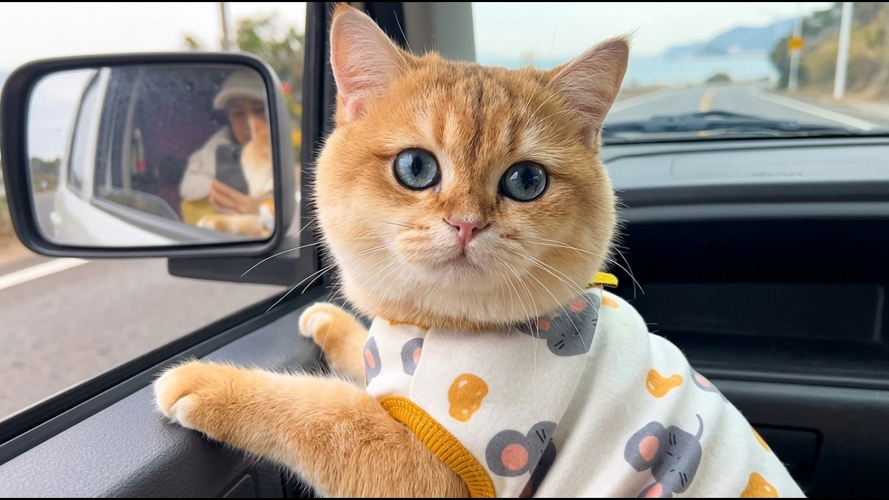 These Cats Are TOO Funny 🤣 Funniest Cat Moments EVER!