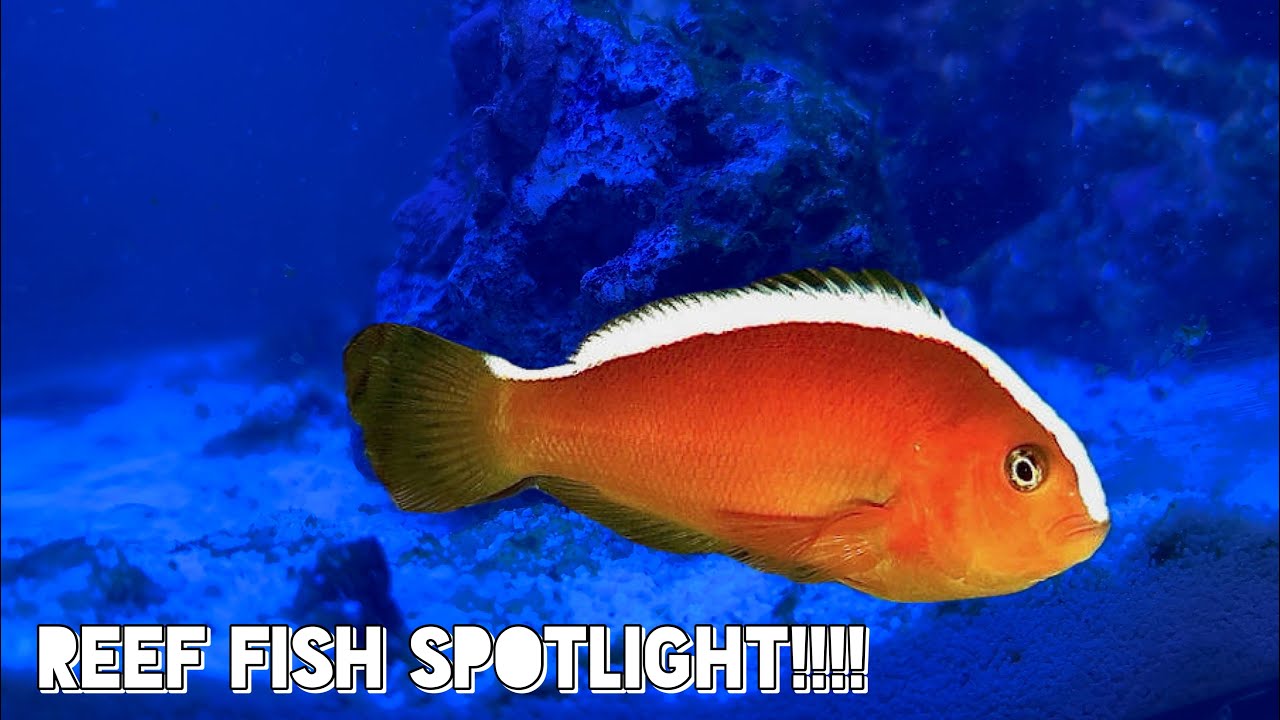 (REEF FISH Spotlight) The Orange Skunk Clownfish