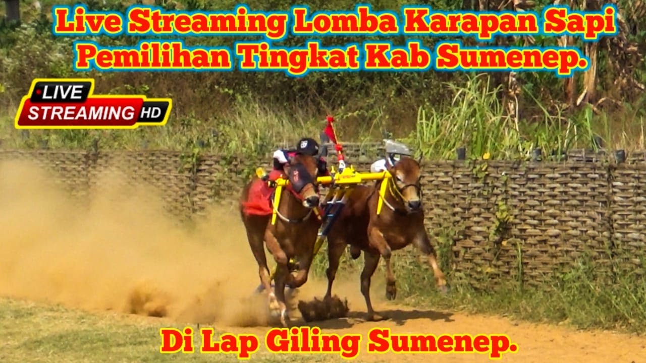 Live Streaming Lomba Karapan Sapi Pemilihan Tingkat Kabupaten Sumenep 2025 Di lap Giling Sumenep.