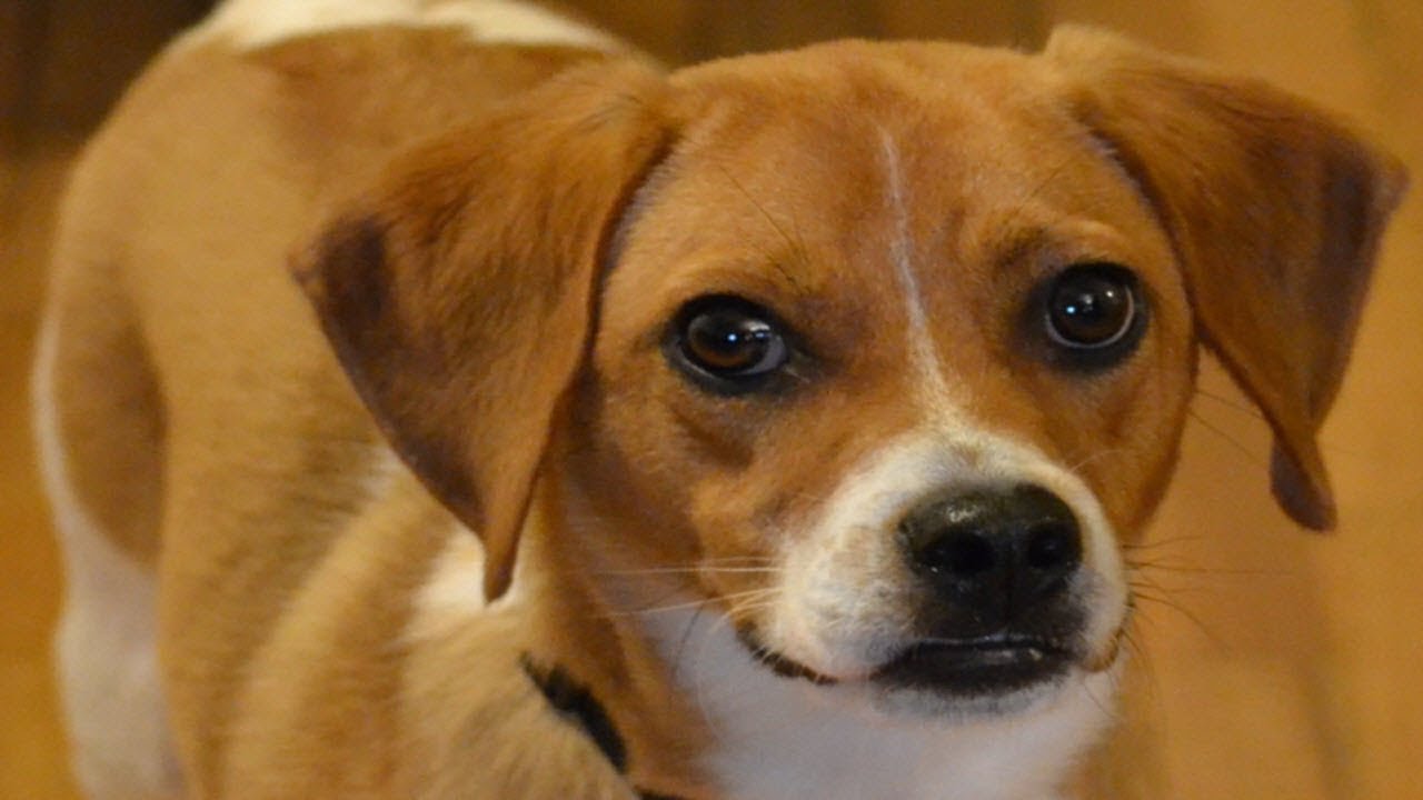 Jackabee | Jack russell beagle mix | Jack russell mix  - Top 11 facts