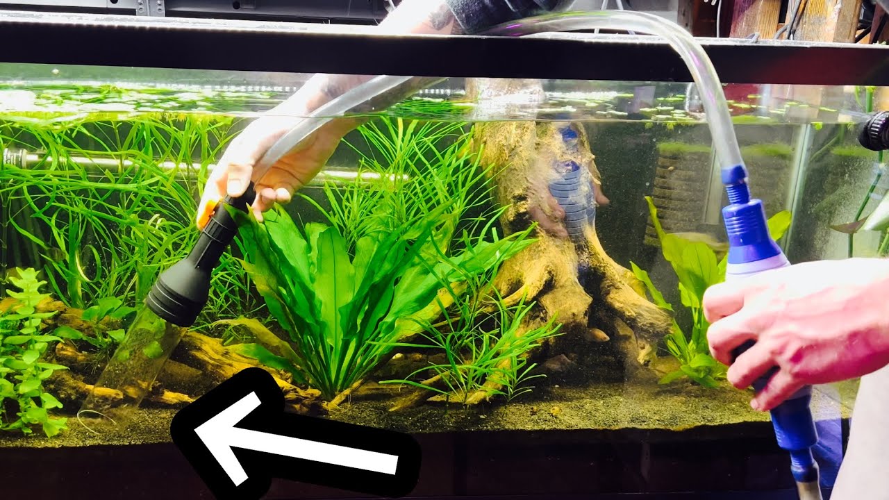 How to CLEAN a Sand Aquarium