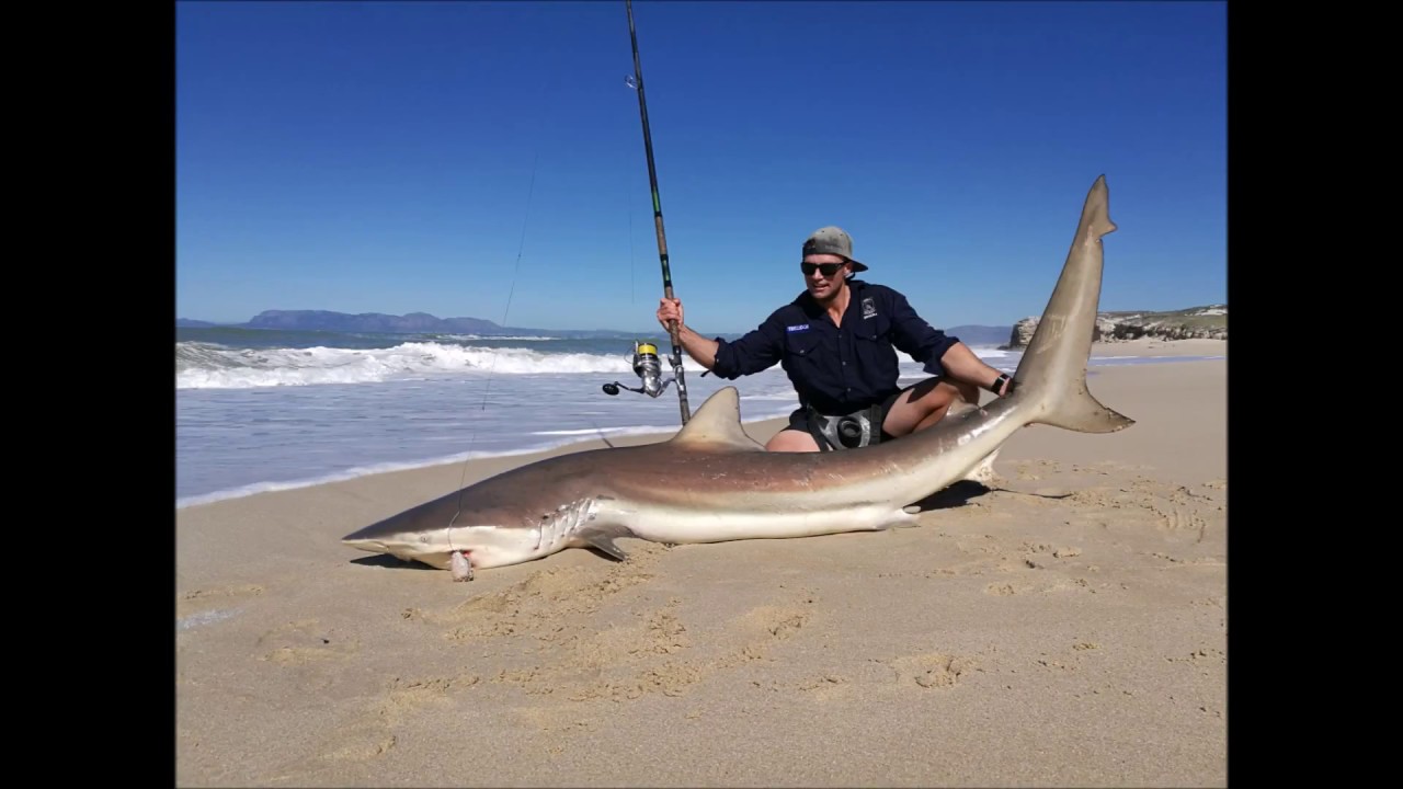 CAPE TOWN BRONZE WHALER SHARKS!