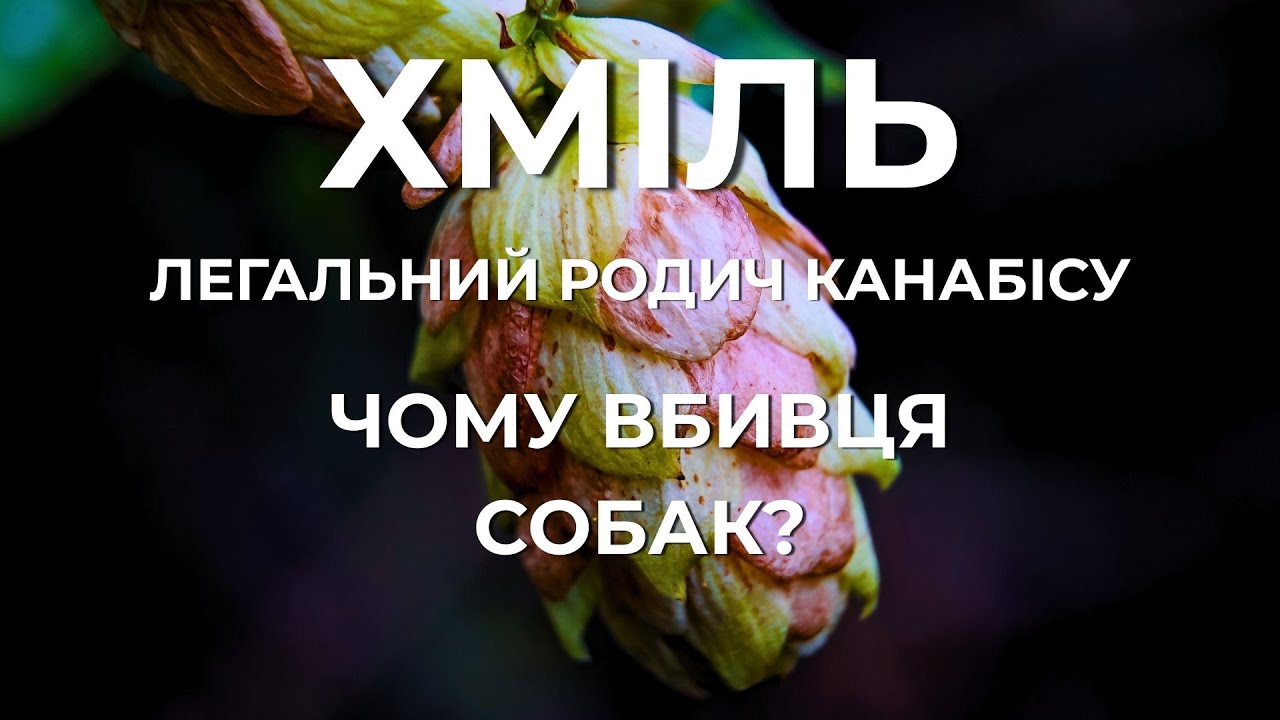 Хміль: Легальний родич канабісу, який вбиває собак. Чому його ніхто не забороняє?