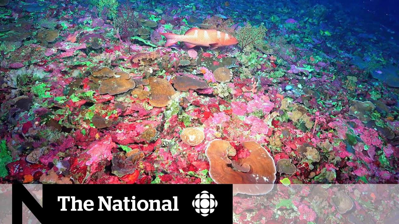 Massive coral reef discovered off Australian coast