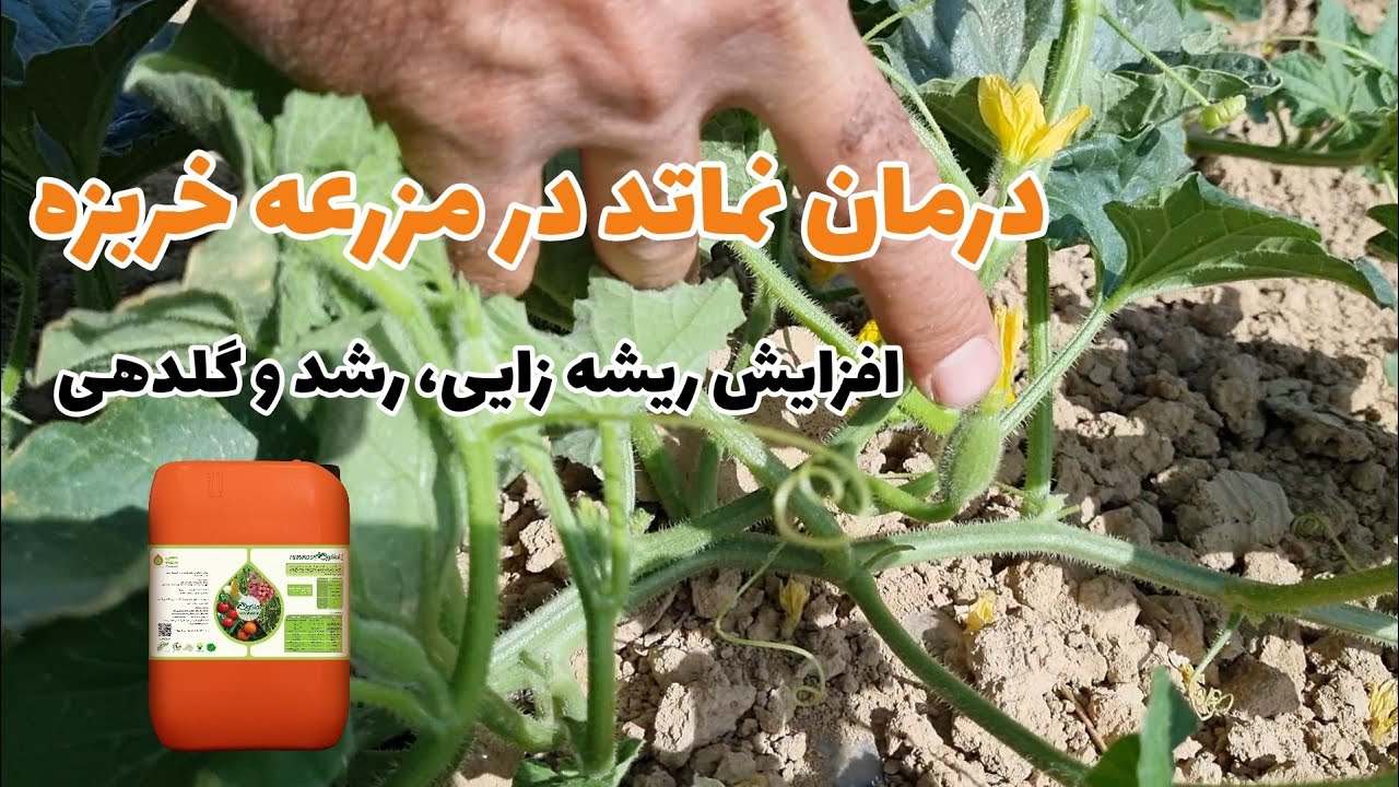 نماتد: سرطان خاک، انگلی که کل محصول رو از بین می‌بره | درمان نماتد در مزرعه خربزه با کمترین هزینه